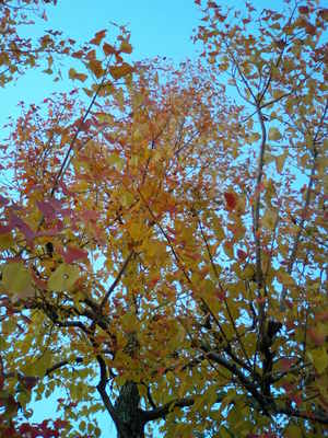 紅葉