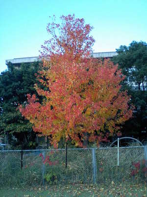 紅葉