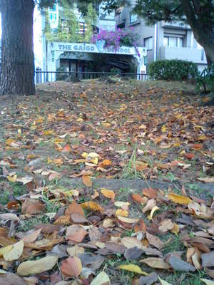 紅葉