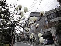 小さな春 2012/03/11 01:59:48