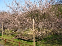 ふんばって今年も咲きました臥竜梅