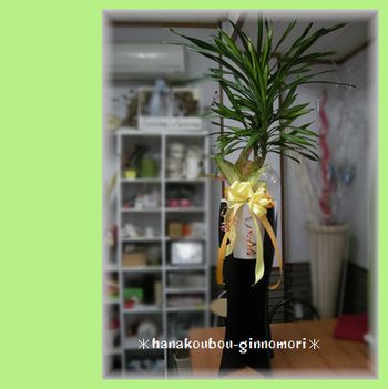 おしゃれ観葉植物・ビックカメラ・twitter