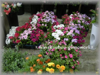 お花の苗たちが勢ぞろい