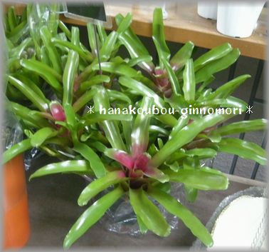 硬くて不思議な植物