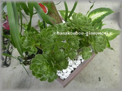 一点もの おしゃれ観葉植物