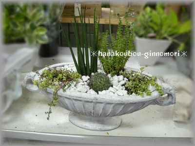 一点もの おしゃれ観葉植物