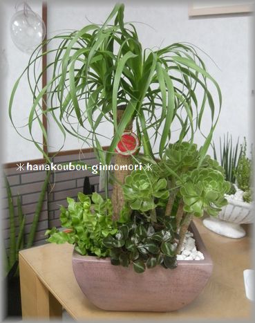 一点もの おしゃれ観葉植物