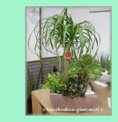 一点もの おしゃれ観葉植物
