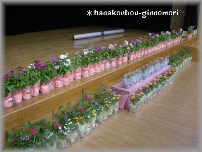 お花の苗でステージを華やかに・・・