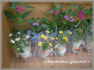 お花の苗でステージを華やかに・・・