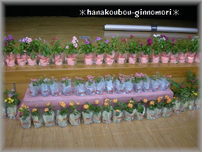 お花の苗でステージを華やかに・・・