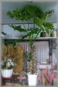 親のエゴ・・・