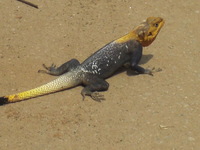 トカゲ （LIZARD）