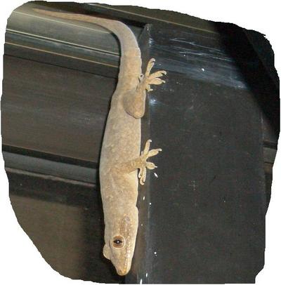 ヤモリ