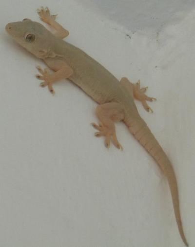 ヤモリ
