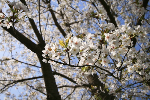 SAKURA