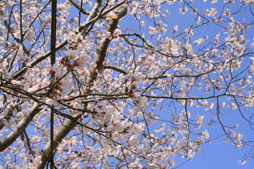 SAKURA