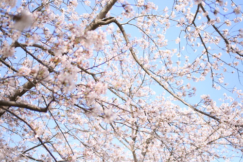 SAKURA