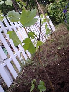家庭菜園♪・・・DASH村か?(笑)
