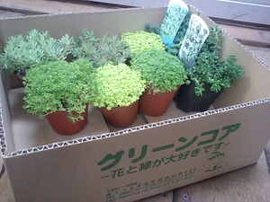 セダムを植えました♪