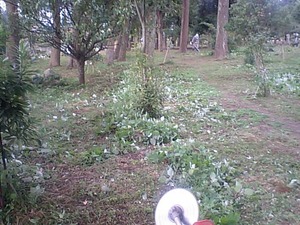 地域の奉仕作業。