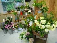街のお花屋さん。
