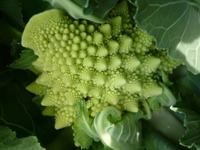野菜の様子