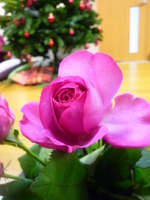 お花の教室