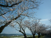 桜。