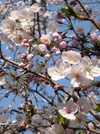 桜。