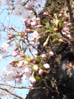 桜。