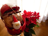 クリスマス模様。