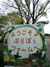 ｼﾌｫﾝ。Sugar Ginger。