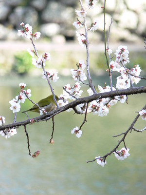 春のあしおと。