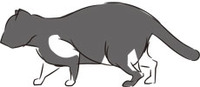 美しき獣