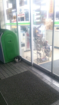 ファミマの猫★