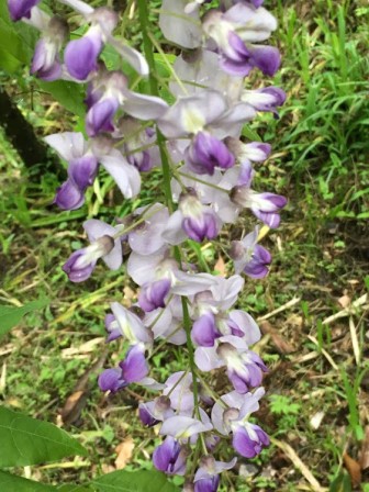 しっとりとした美しい藤の花・・・