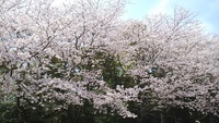 ひとりお花見