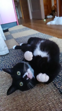 くつした