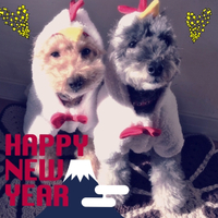 2017年もよろしくお願いいたします。＊