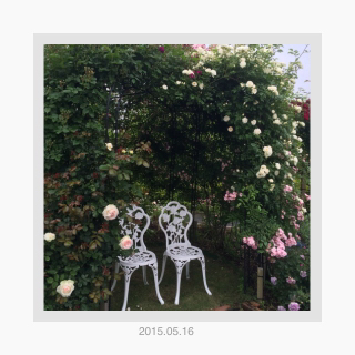 バラ園でイベントします。* バラ園でイベントします。*
