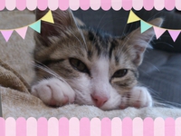 さくら さくら