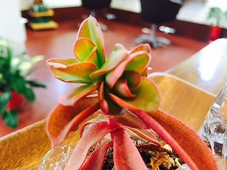 かわいい