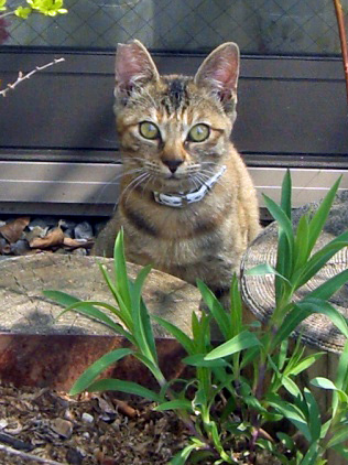 ノラ猫