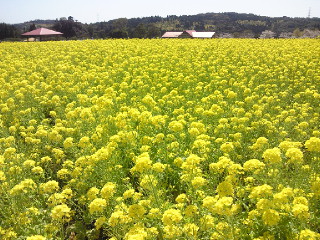 イベントとお花見