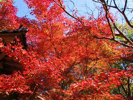 紅葉狩り