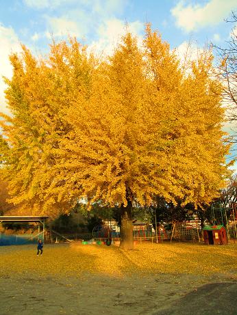 紅葉狩り