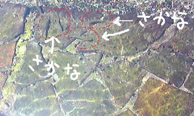 丸池イベント