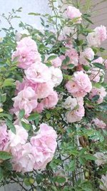 *flower*