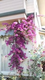 *flower*